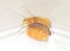 11-6-07 Adult house centipede eating