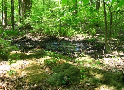 5-18-07 This mess was once a nice little pond